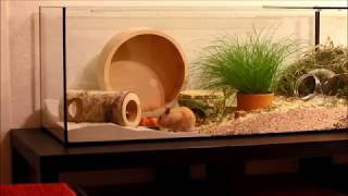 Artgerechte Hamsterhaltung im Aquarienverbund Goldhamster [upl. by Efren]