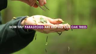 How parasitoids are helping our oak trees [upl. by Tucky]