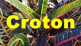 Croton Codiaeum variegatum  HD Video 06 [upl. by Lanza]