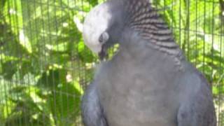 White Crowned Pigeon Release [upl. by Cordula]