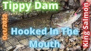 Fishing King Salmon hooked in the mouth  Tippy Dam Michigan [upl. by Hctub]