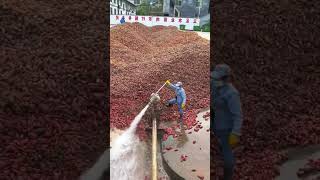 Sweet potato high pressure water cleaning process [upl. by Annala478]