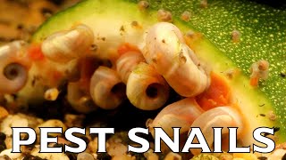 9ish Ways to Get Rid of Pest Snails from Your Aquarium [upl. by Chilt]