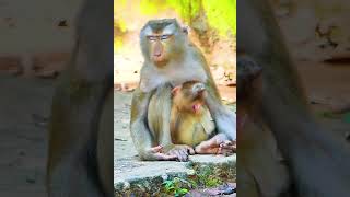 Lovely Monkey Family Libby and Babies 9 monkey monkeyanimalschannel cutebabies cutechildren [upl. by Attolrac]