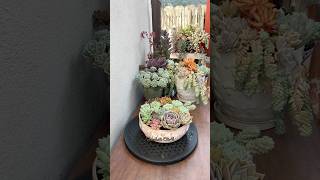 Succulent Tip Repotting With A Variety Of Lovely Succulents 🪴 succulents plants suculentas [upl. by Maida]