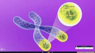 Telomerase The Instrument of Cell Immortality [upl. by Etom]