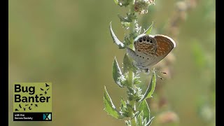 Episode 18 Wings of the West Exploring Butterfly Life Histories [upl. by Nyledaj]