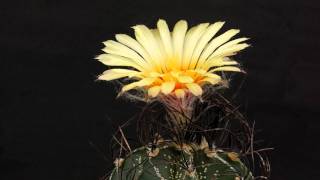 Astrophytum capricorne var minor flowering [upl. by Hanej]