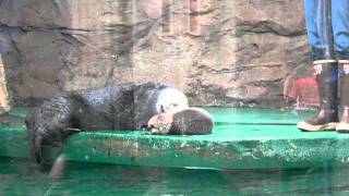 Baby Sea Otter Seattle [upl. by Amann479]