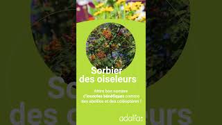 Ces plantes qui protègent notre jardin  Sorbier des oiseleurs 🌱 [upl. by Adihaj229]