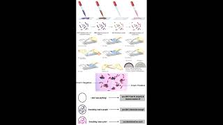 Applications of Bacterial Gram Positive and Negative Stain geneticteacher [upl. by Arod]