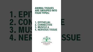 Animal Tissues  Epithelial Connective Muscle Nervous Tissues  Biology Bloom [upl. by Frisse]