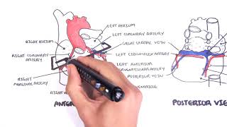 Clinical Anatomy  Cardiac Coronary Vessels left and right coronary artery venous sinus [upl. by Denn720]