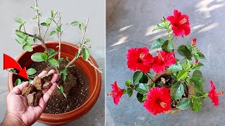 DO THESE 7 Things On Hibiscus IMMEDIATELY For More Flowers [upl. by Ianahs]