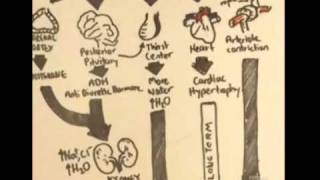 ReninAngiotensinAldosterone System Overview [upl. by Ver404]