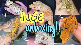 UNBOXING 12 NEW GECKOS He gave me 2 FOR FREE INSANE [upl. by Pietra]