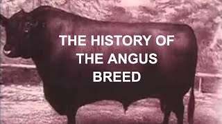 ANGUS CATTLE HISTORY The History of the Angus Breed in America [upl. by Tisbee861]