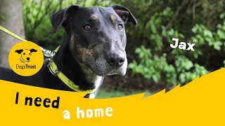 Jax the lovely Lurcher  Dogs Trust Glasgow [upl. by Ellehsad]