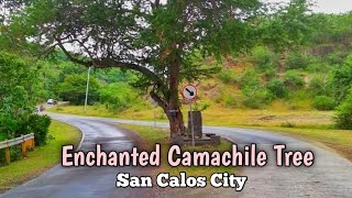 Quick Escape at Enchanted Camachile Tree  San Carlos City [upl. by Euqinemod584]