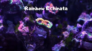 Rainbow Echinata Coral [upl. by Shreeves]