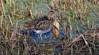 Baie de Somme Grand Laviers automne 2024 [upl. by Lledo941]