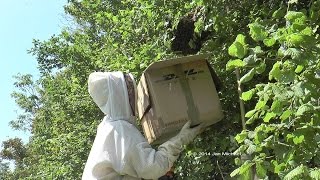 Comment capturer un essaim dabeilles avec un carton  rucher école Villa le Bosquet [upl. by Alomeda]