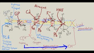 Does TCE TriChloroEthylene cause Parkinsons disease [upl. by Neelloj381]