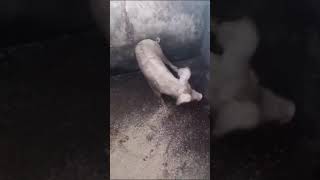 Listeriosis in Pigs  Neurological signs in piglets  Pigs listeriosis piglets youtubeshorts [upl. by Stolzer]