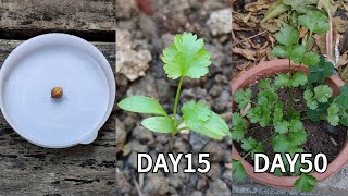 Growing coriandercilantro from a seed Grow coriander at home Planting coriander seeds [upl. by Barlow675]