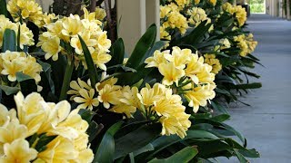 Amazing and Most Beautiful Clivia Flowers Pictures [upl. by Mycah582]