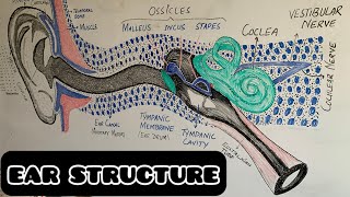 Ear Drawing with Poem  How to Draw Ear👂  Ear Structure [upl. by Yenitsed345]