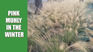 Pink Muhly in the Winter [upl. by Aimaj]