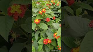 Lantana Plant Caution  Toxic plant but beautiful plant [upl. by Flanigan504]