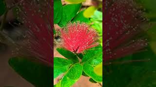 Beautiful starflower grown in my home garden 🌼trendingshorts nature myhomegarden [upl. by Lleon347]