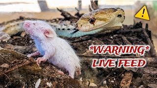 2 Gopher Snakes 5 Mice  Pinkie Fuzzies and Hoppers WARNING  LIVE FEEDING [upl. by Lochner202]