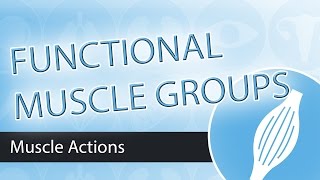 Muscle Actions Functional Groups [upl. by Nomsed608]