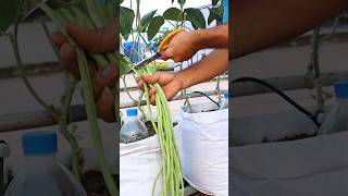 Long bean harvesting v87garden longbeans gardening [upl. by Mushro]