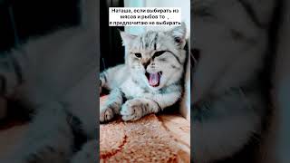 Хоп хей лала лей😹penny cat funny cute sweet shorts short шотландская кошка приколы [upl. by Ehlke]