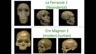 CARTA The Genetics of Humanness The Neanderthal and Denisovan Genomes [upl. by Ytoc739]