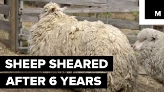 Sheep Finally Sheared After 6 Years of Being Lost in the Wilderness [upl. by Jezabella]