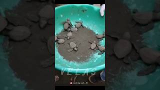 velas turtles festival velas beach 🐢 trendingshorts kokan velasbeach sahayari maharashtra [upl. by Siroval]