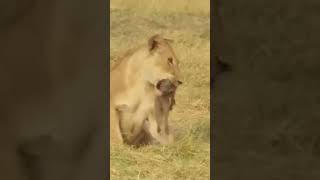 Warthog vs Lion funny video🙏 subscribe 🙏shortvideowarthoglion [upl. by Ennayram267]