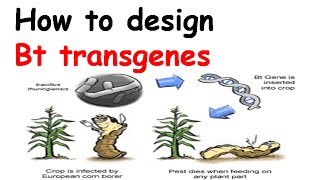 How to design Bt transgenes [upl. by Dorinda]