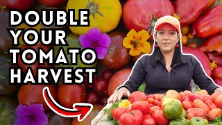 Tomato Fertilizer Secrets To Double Your Harvest  My Tomato Fertilizer Schedule [upl. by Fonseca]