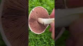 Identify the Field Mushroom 🍄‍🟫 wildfoodforaging mushroom foraging fungi [upl. by Welby771]