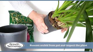 Potting on a Cymbidium Orchid [upl. by Kozloski974]