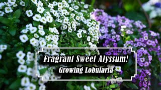 Growing Lobularia  Sweet Alyssum  Easy amp Fragrant Annual Spring  Fall [upl. by Norihs]