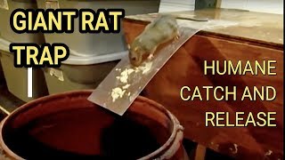 Best Mouse Trap Ever DIY Humane Mousetrap Green Rat Trap for capture and release Rat Eats Moth [upl. by Ahtamat348]