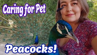 Peacock Care Everything You Need to Know About Peafowl [upl. by Minnaminnie]