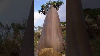 Socotra Island World Heritage Sites [upl. by Roinuj]